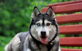 [ẢNH] Top 5 giống chó cần thận trọng khi nuôi