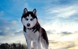 [ẢNH] Top 5 giống chó cần thận trọng khi nuôi