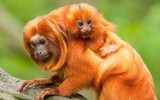 [ẢNH] Vài loài động vật nhỏ và quý hiếm bậc nhất thế giới