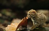 [ẢNH] Vài loài động vật nhỏ và quý hiếm bậc nhất thế giới
