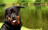 [ẢNH] Top 8 loài chó thông minh nhất thế giới