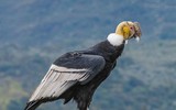 [ẢNH] Những loài chim bay cao không tưởng khiến con người phải kinh ngạc