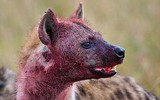 [ẢNH] Top 4 loài động vật hung tợn và tham lam nhất hành tinh