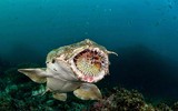 [ẢNH] Chiêm ngưỡng những loài cá kỳ lạ dưới đáy đại dương