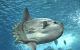 [ẢNH] Chiêm ngưỡng những loài cá kỳ lạ dưới đáy đại dương