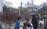 Phố phường Hà Nội ngập tràn không khí Tết