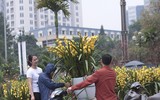Phố phường Hà Nội ngập tràn không khí Tết