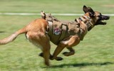 [Ảnh] Hé lộ quy trình tuyển mộ và huấn luyện chó nghiệp vụ của đặc nhiệm Mỹ