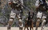 [Ảnh] Hé lộ quy trình tuyển mộ và huấn luyện chó nghiệp vụ của đặc nhiệm Mỹ