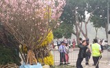 [Ảnh] Chưa khai mạc, Lễ hội hoa anh đào Nhật Bản-Hà Nội đã hút khách