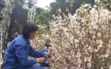[Ảnh] Chưa khai mạc, Lễ hội hoa anh đào Nhật Bản-Hà Nội đã hút khách