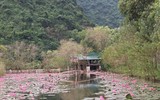 [Ảnh] Ngẩn ngơ mùa hoa súng nhuộm hồng suối Yến chùa Hương