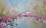 [Ảnh] Ngẩn ngơ mùa hoa súng nhuộm hồng suối Yến chùa Hương