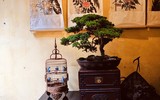 [Ảnh] Đưa thiên nhiên thu nhỏ vào các tác phẩm nghệ thuật Bonsai Phố cổ