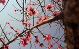 [ẢNH] Mê mẩn sắc hoa tháng Giêng nơi miền biên viễn