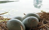 Tận mắt ngắm đàn thiên nga đẻ trứng ở hồ Thiền Quang