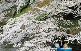 Hoa anh đào nở sớm ở Nhật Bản 