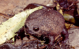 Loài ếch kỳ lạ có khuôn mặt vừa buồn thiu vừa ngố gây sốt cộng đồng mạng