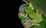 12 loài ếch, nhái có vẻ ngoài độc đáo nhất Việt Nam