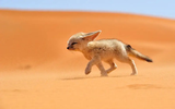 Động vật ở sa mạc không cần uống nước, có khả năng phát hiện con mồi dưới lòng đất