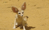 Động vật ở sa mạc không cần uống nước, có khả năng phát hiện con mồi dưới lòng đất