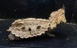 Độc lạ loài rùa cổ đại có hình dáng giống như những chiếc lá khô