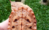 Độc lạ loài rùa cổ đại có hình dáng giống như những chiếc lá khô