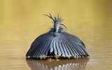 Kỹ năng săn mồi độc đáo của loài chim châu Phi