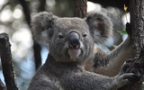 Những điều thú vị về gấu túi Koala, nằm trong loài có nguy cơ tuyệt chủng