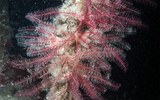 Chiêm ngưỡng loài động vật có vẻ đẹp kỳ lạ dưới đáy đại dương
