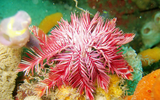 Chiêm ngưỡng loài động vật có vẻ đẹp kỳ lạ dưới đáy đại dương
