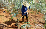 Bất ngờ loại cây cảnh mang tên “đô la” giúp nông dân thu bạc triệu