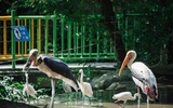 Khám phá về loài chim quý hiếm ở Việt Nam có trong Sách Đỏ thế giới