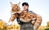 Giống mèo vương giả nhất thế giới sở hữu vẻ ngoài giống sư tử 