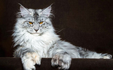 Giống mèo vương giả nhất thế giới sở hữu vẻ ngoài giống sư tử 