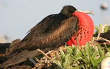 Loài chim siêu phàm bay liên tục 2 tháng không nghỉ, có khả năng ngủ khi đang bay 