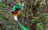 Loài chim quý hơn vàng tượng trưng cho thần linh và tự do trong văn hóa Maya