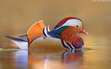 Khám phá vẻ đẹp của những loài chim có màu sắc ấn tượng
