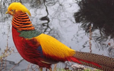 Khám phá vẻ đẹp của những loài chim có màu sắc ấn tượng