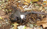 Cây “tử thần” đối với những con chim ghé thăm hòn đảo 
