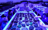 Các nhà khoa học tái tạo loài san hô nguy cấp trong phòng thí nghiệm