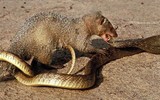 Những loài chuyên săn mồi ăn thịt rắn kịch độc
