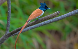 Vẻ đẹp của loài chim có chiếc đuôi dài độc đáo