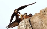 Loài chim chuyên vặt lông con mồi và giam vào khe đá trước khi ăn thịt