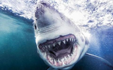 Kinh ngạc loài cá mọc 30.000 chiếc răng trong suốt cuộc đời