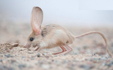 Giống chuột kỳ lạ nhìn như lai giữa lợn, thỏ và kangaroo