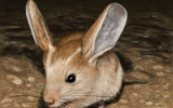 Giống chuột kỳ lạ nhìn như lai giữa lợn, thỏ và kangaroo
