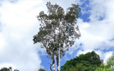 Bí ẩn về loại cây quý hiếm có khả năng thu thập một lượng lớn niken từ mặt đất