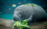 Khám phá loài động vật ăn cỏ lớn nhất đại dương