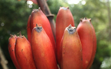 Những loại quả hiếm trên thế giới, nhưng mọc dại ven đường ở Việt Nam